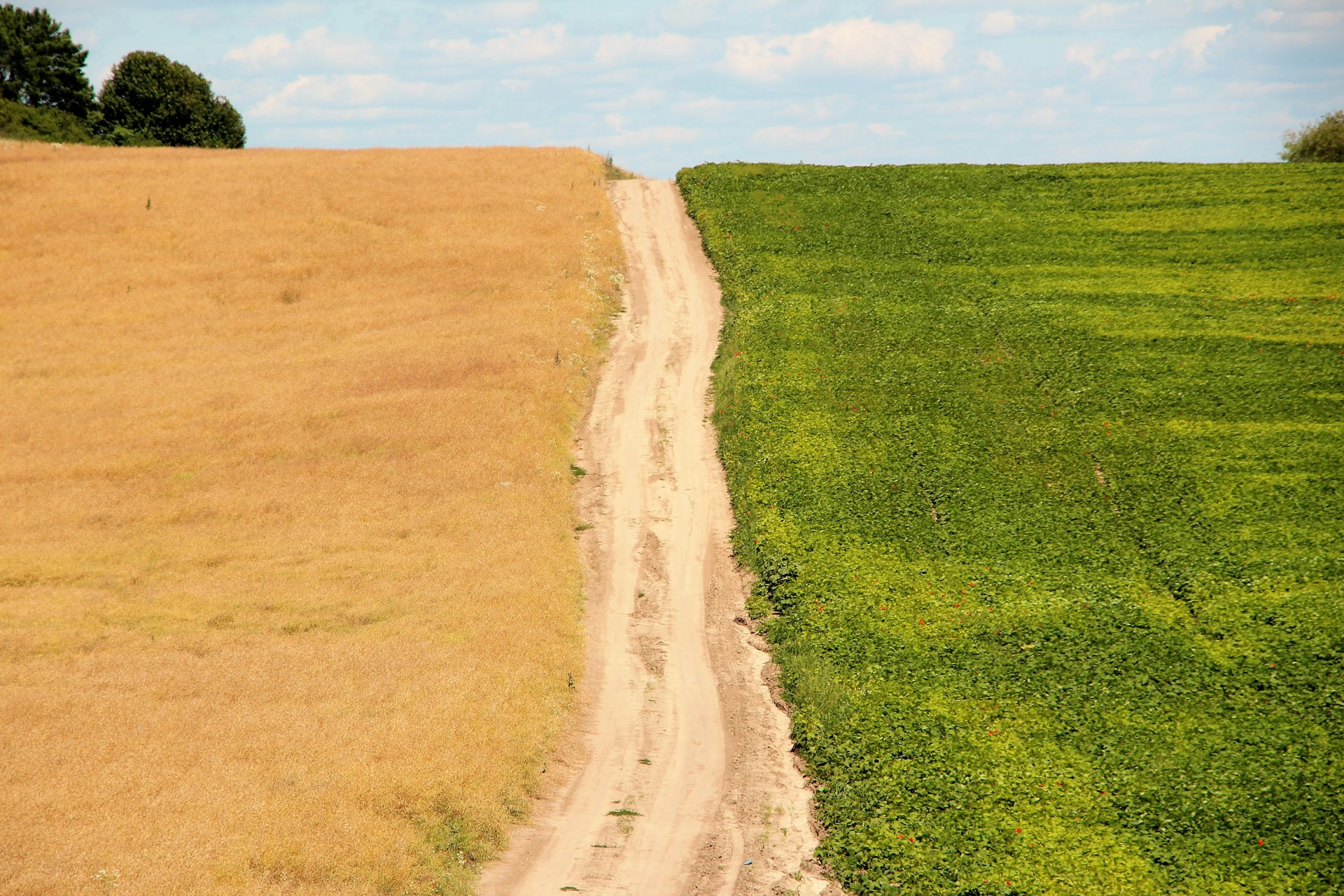 Split path through two fields representing supply path optimization vs direct access in CTV advertising